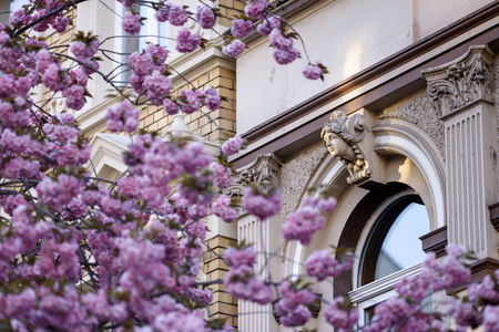 Kirschblüte in Bonn