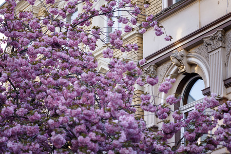 Kirschblüte in Bonn