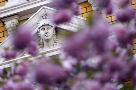 Kirschblüte in Bonn