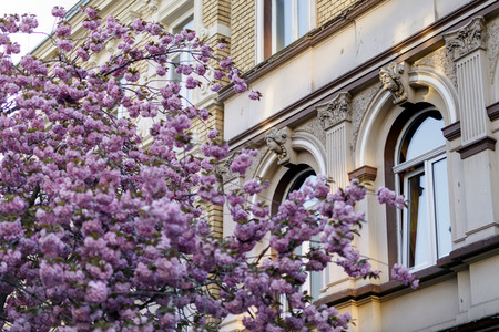 Kirschblüte in Bonn