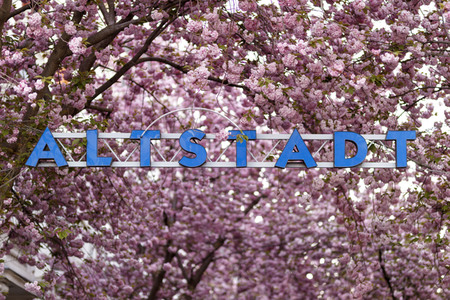 Kirschblüte in Bonn