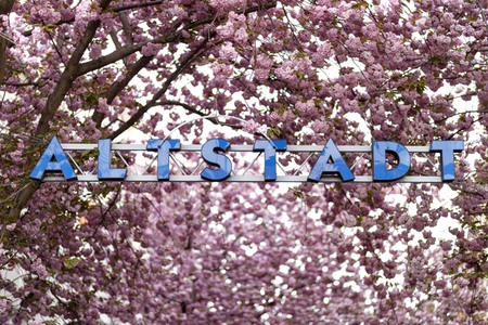 Kirschblüte in Bonn