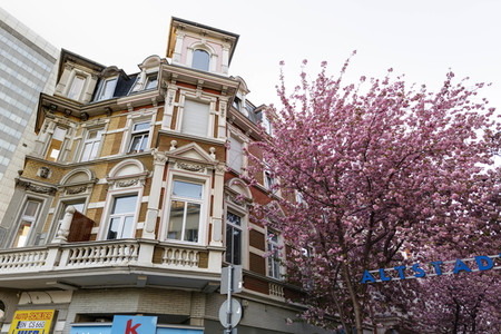 Kirschblüte in Bonn