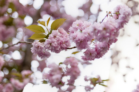 Kirschblüte in Bonn