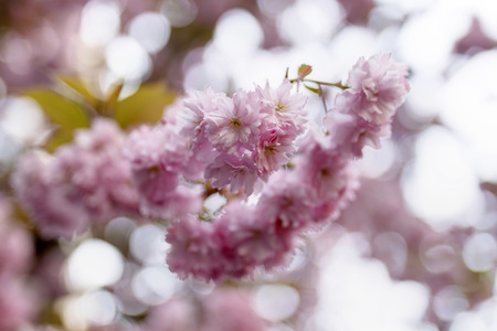 Kirschblüte in Bonn