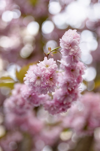 Kirschblüte in Bonn