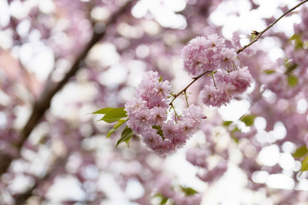 Kirschblüte in Bonn