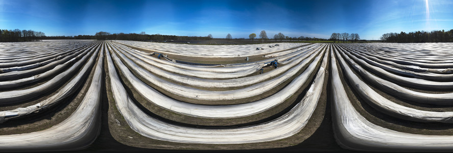 Spargelernte in Fuhrberg