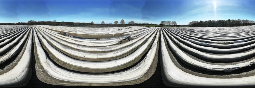 Spargelernte in Fuhrberg