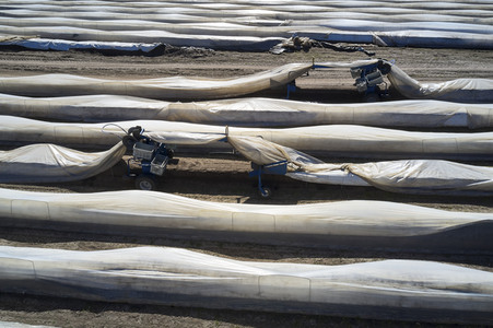 Spargelernte in Fuhrberg