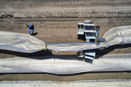 Spargelernte in Fuhrberg