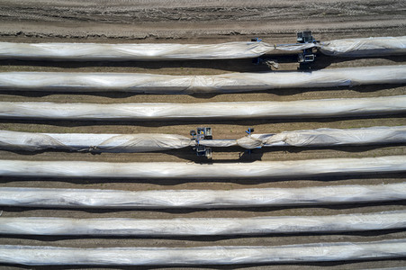 Spargelernte in Fuhrberg