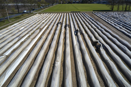 Spargelernte in Fuhrberg