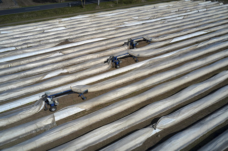 Spargelernte in Fuhrberg