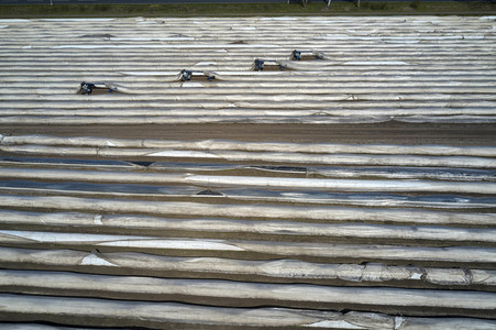 Spargelernte in Fuhrberg