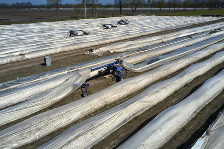 Spargelernte in Fuhrberg