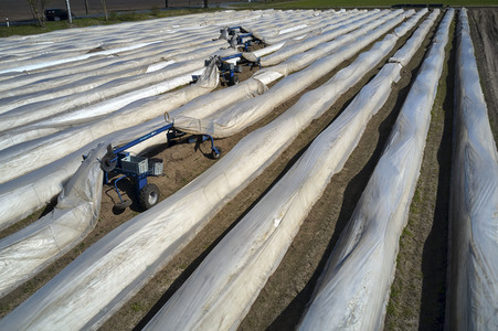 Spargelernte in Fuhrberg