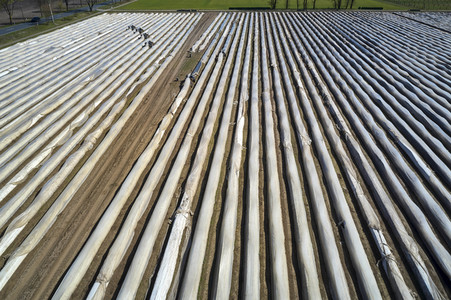 Spargelernte in Fuhrberg