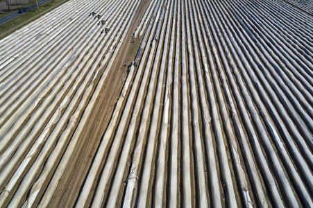 Spargelernte in Fuhrberg