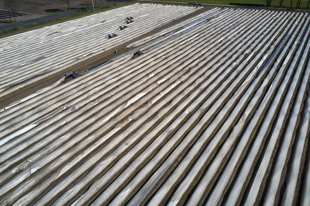 Spargelernte in Fuhrberg