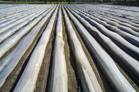 Spargelernte in Fuhrberg