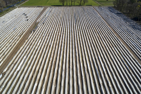 Spargelernte in Fuhrberg