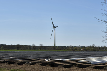 Spargelernte in Fuhrberg