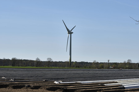 Spargelernte in Fuhrberg