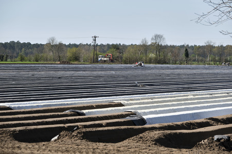 Spargelernte in Fuhrberg