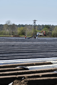 Spargelernte in Fuhrberg