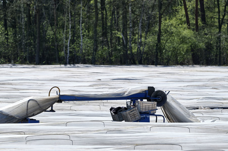 Spargelernte in Fuhrberg