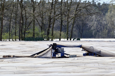 Spargelernte in Fuhrberg