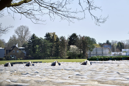 Spargelernte in Fuhrberg