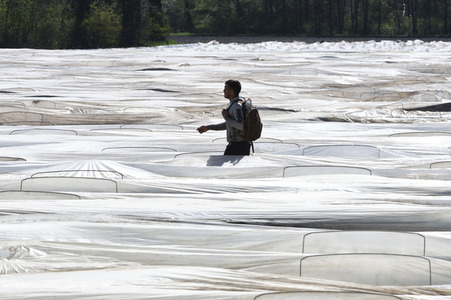 Spargelernte in Fuhrberg