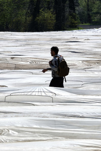 Spargelernte in Fuhrberg