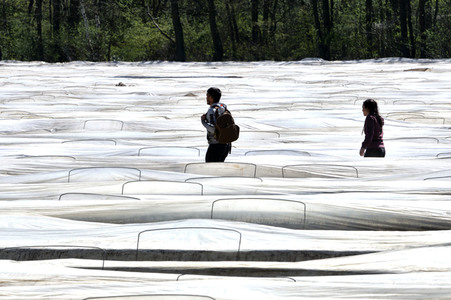 Spargelernte in Fuhrberg