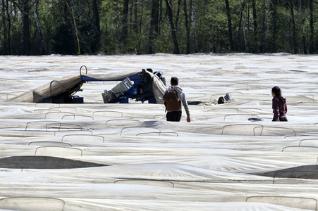 Spargelernte in Fuhrberg