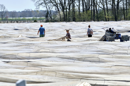 Spargelernte in Fuhrberg