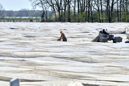 Spargelernte in Fuhrberg
