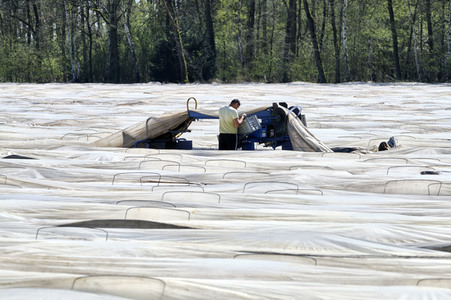 Spargelernte in Fuhrberg