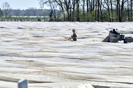 Spargelernte in Fuhrberg