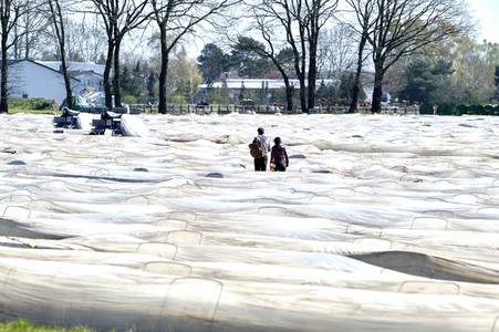 Spargelernte in Fuhrberg