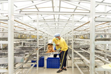 Kokosblütenzuckerproduktion in Yogyakarta