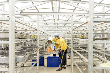 Kokosblütenzuckerproduktion in Yogyakarta