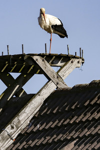 Storch in Seelze