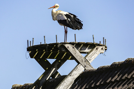 Storch in Seelze