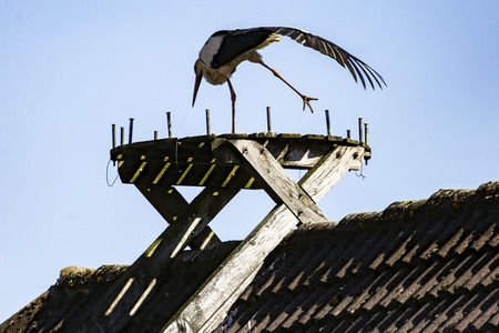 Storch in Seelze