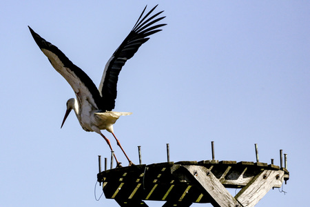 Storch in Seelze