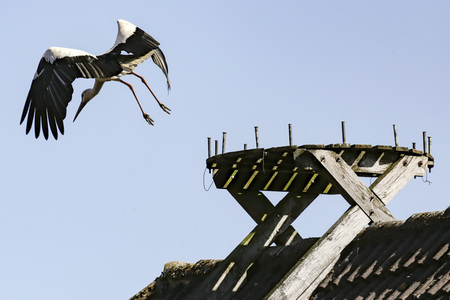 Storch in Seelze