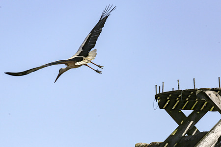 Storch in Seelze